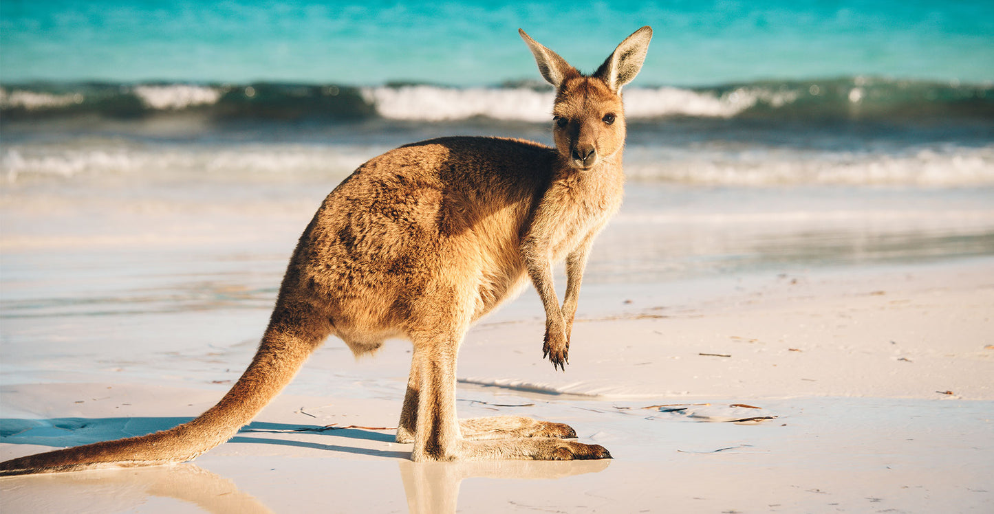 Intercâmbio na Austrália