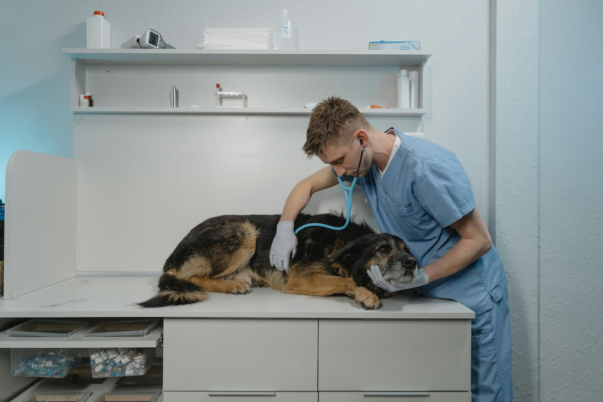 Study Veterinary Medicine in Europe